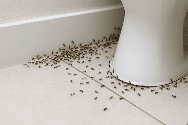 Infestation de fourmis autour d’un toilette sur un sol carrelé, illustrant leur attirance pour l’humidité dans les maisons.