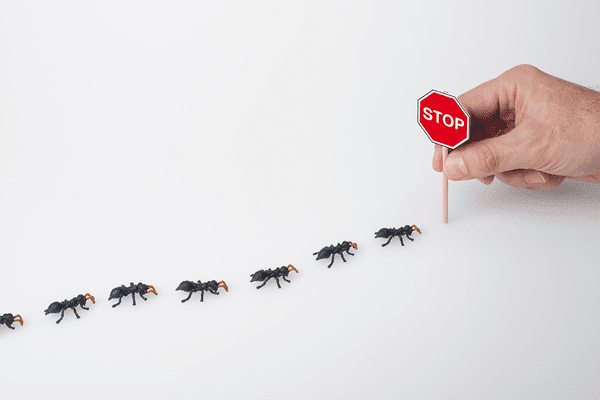 Une main place un panneau STOP devant une file de fourmis, illustrant l'action de stopper une invasion dans une maison.