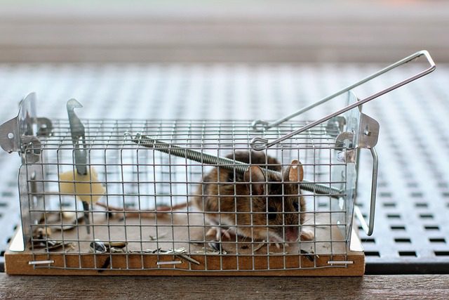 Souris brune vivante capturée dans une cage-piège métallique sur une surface en bois, méthode utilisée pour le contrôle des rongeurs à la maison.