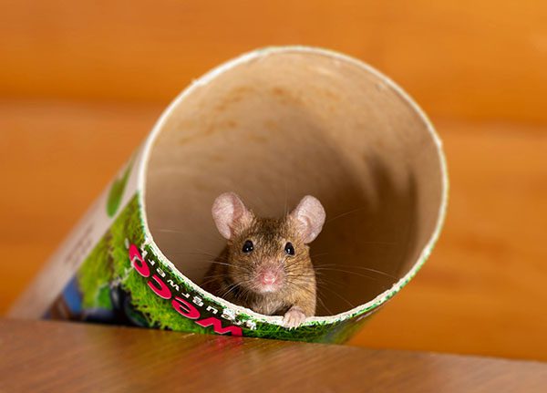 Souris brune cachée à l’intérieur d’un tube en carton, signe courant d’infestation dans une maison.